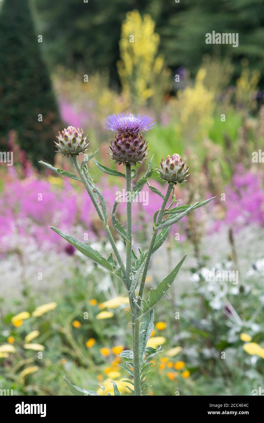 Cynara scolymus. Globo fiore di carciofo in un giardino. Foto Stock