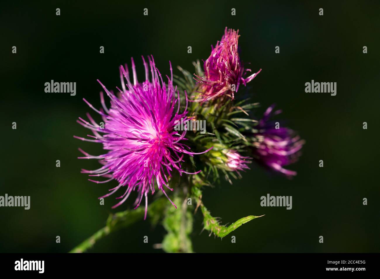 Macro shot di bel fiore viola. Carduus croccante. Foto Stock