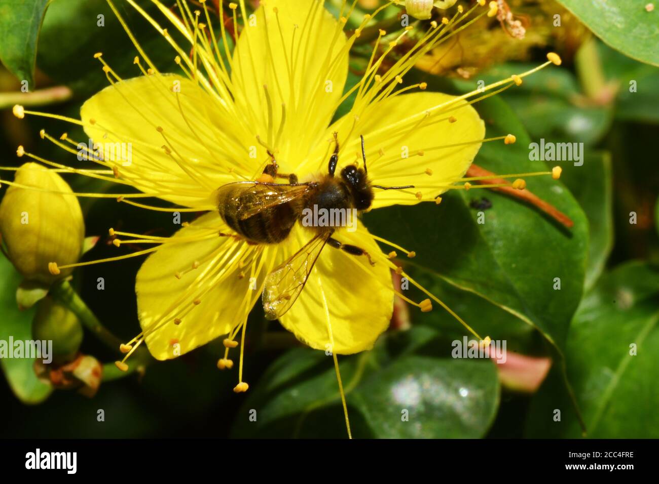 API di miele mellifera 'nel fiore di un St Johns Wort (Hypericum) carico di polline dalla visita precedente flowers.Somerset.UK Foto Stock