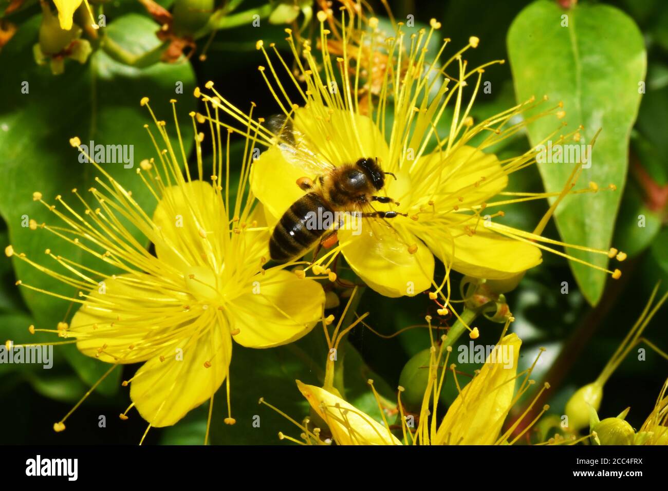 API di miele mellifera 'nel fiore di un St Johns Wort (Hypericum) carico di polline dalla visita precedente flowers.Somerset.UK Foto Stock