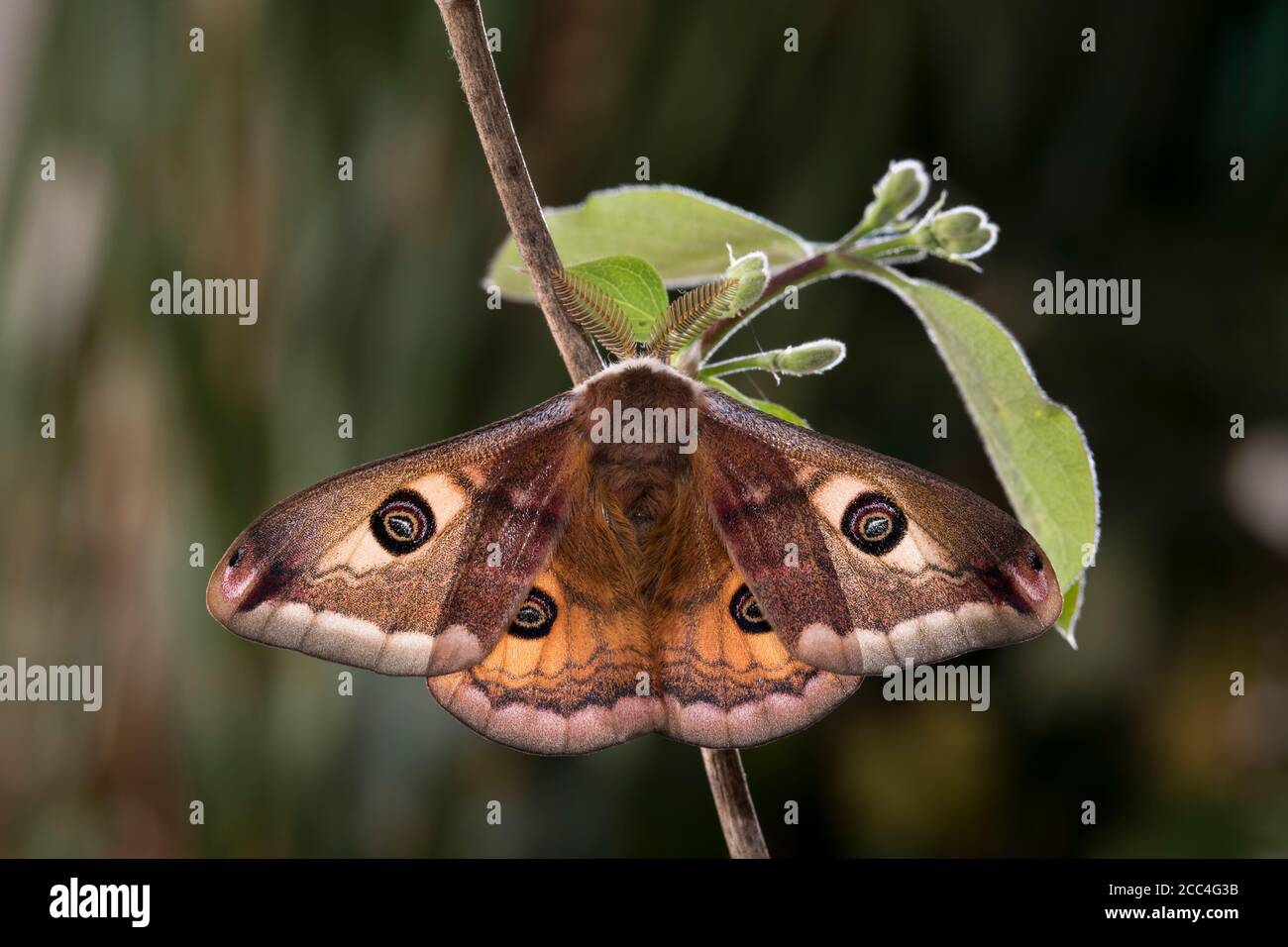 Kleines Nachtpfauenauge - Maennchen, Saturnia pavonia, piccolo imperatore moth - maschio Foto Stock