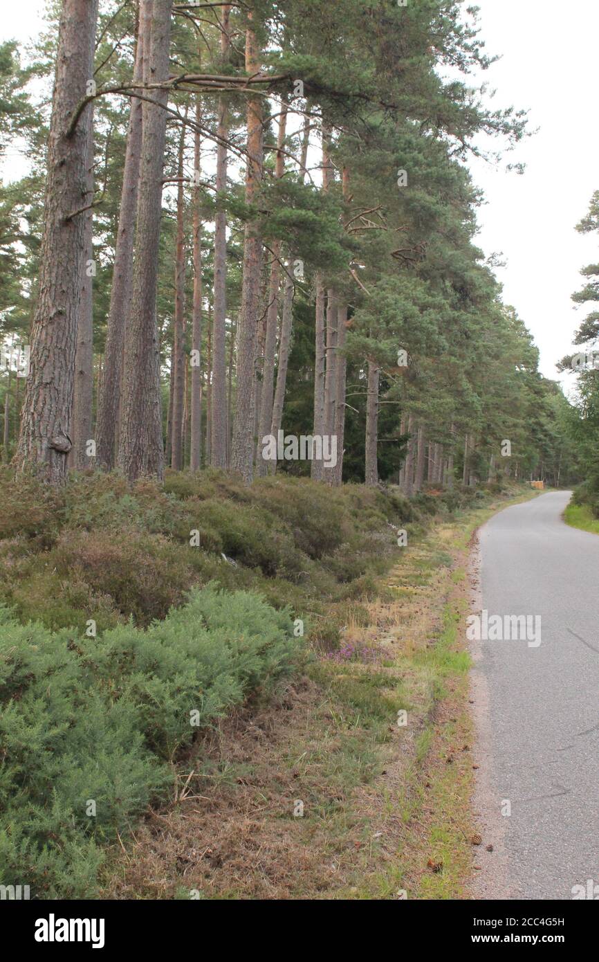 Paesaggio con viaggio su strada nella foresta Foto Stock