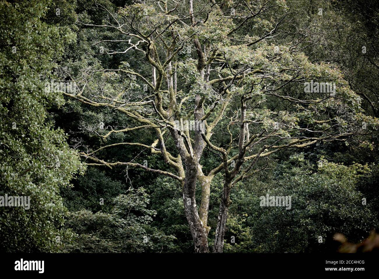 CAMPAGNA DI LANCASTER intorno a Crossgill, Lancashire, un albero morto in un grumo di alberi Foto Stock