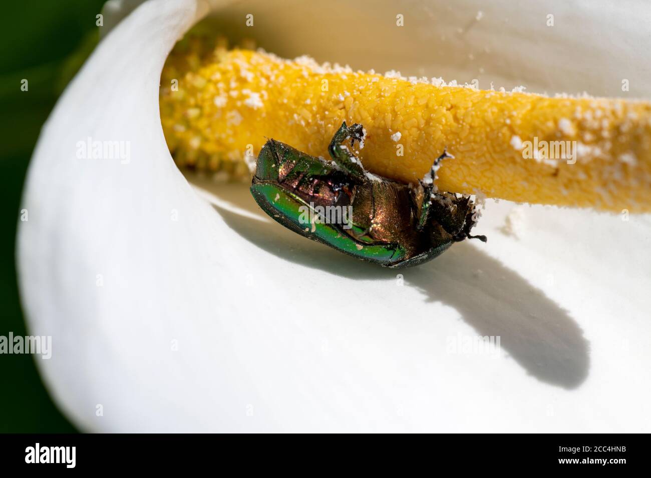 Rosone Chafer un coleottero verde metallico britannico che si nutre al collo di giglio arum Foto Stock