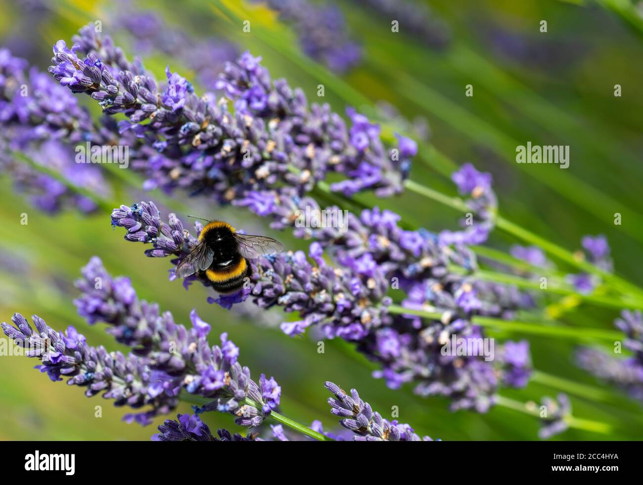 Bumble ape che si nutrono sulla lavanda britannica Foto Stock