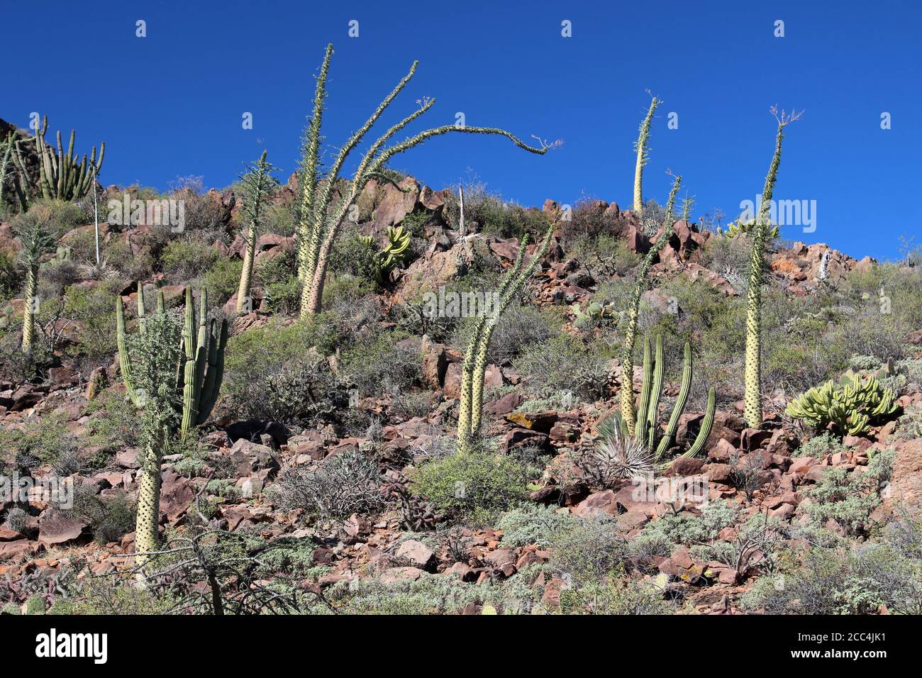 Boojum albero paesaggio Baja California sur, Messico Foto Stock