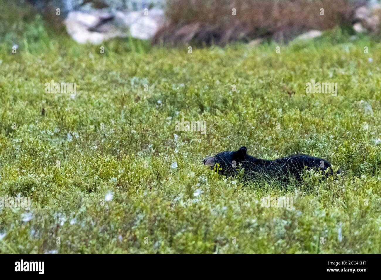 American Black Bear foraging attraverso pennello lungo Foto Stock