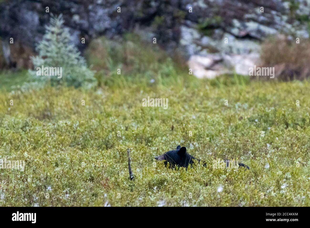 American Black Bear foraging attraverso pennello lungo Foto Stock