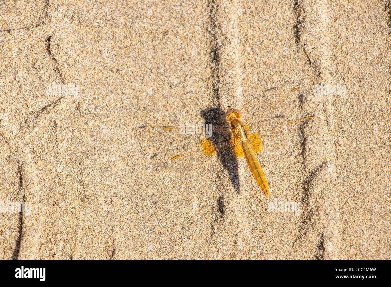 dragonfly in pneumatico sabbia battistrada su una spiaggia francese Foto Stock