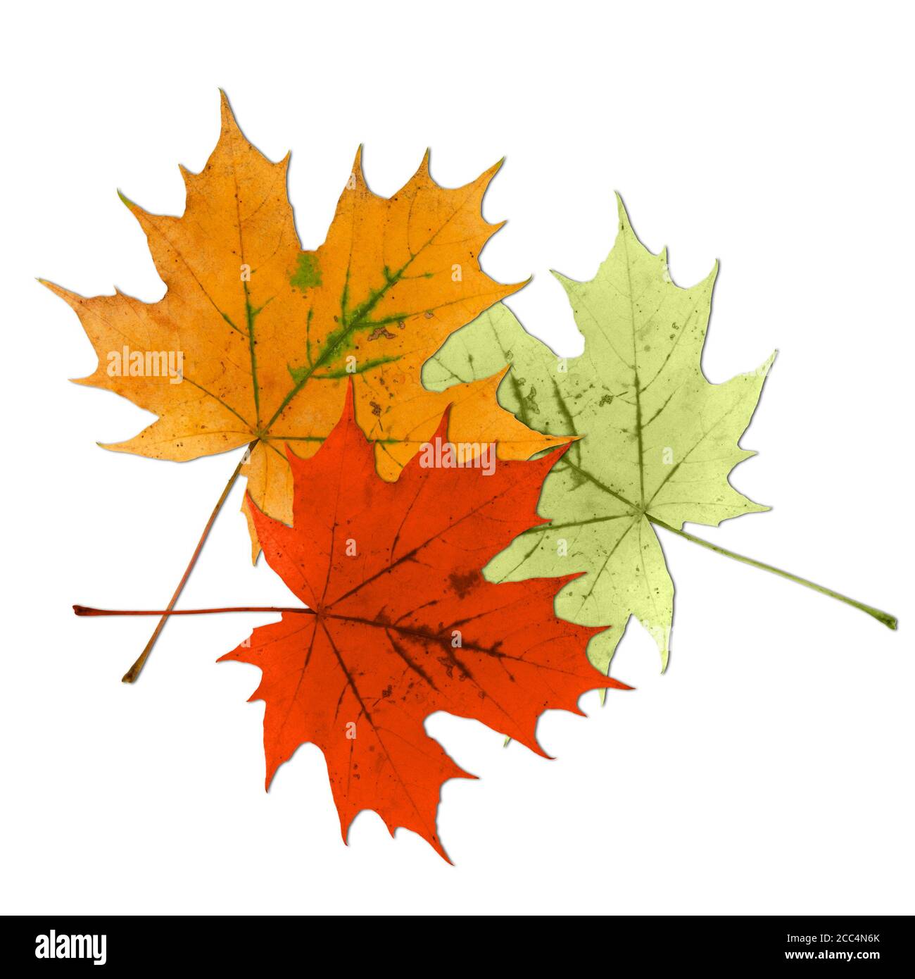 Tre foglie d'acero colorate su sfondo bianco Foto Stock