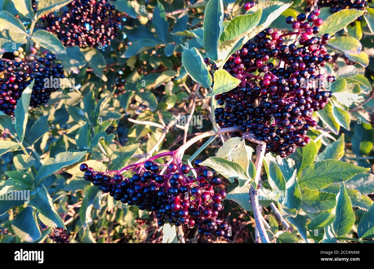 Bacche di Elderberry quasi mature (Sambucus nigra) Foto Stock