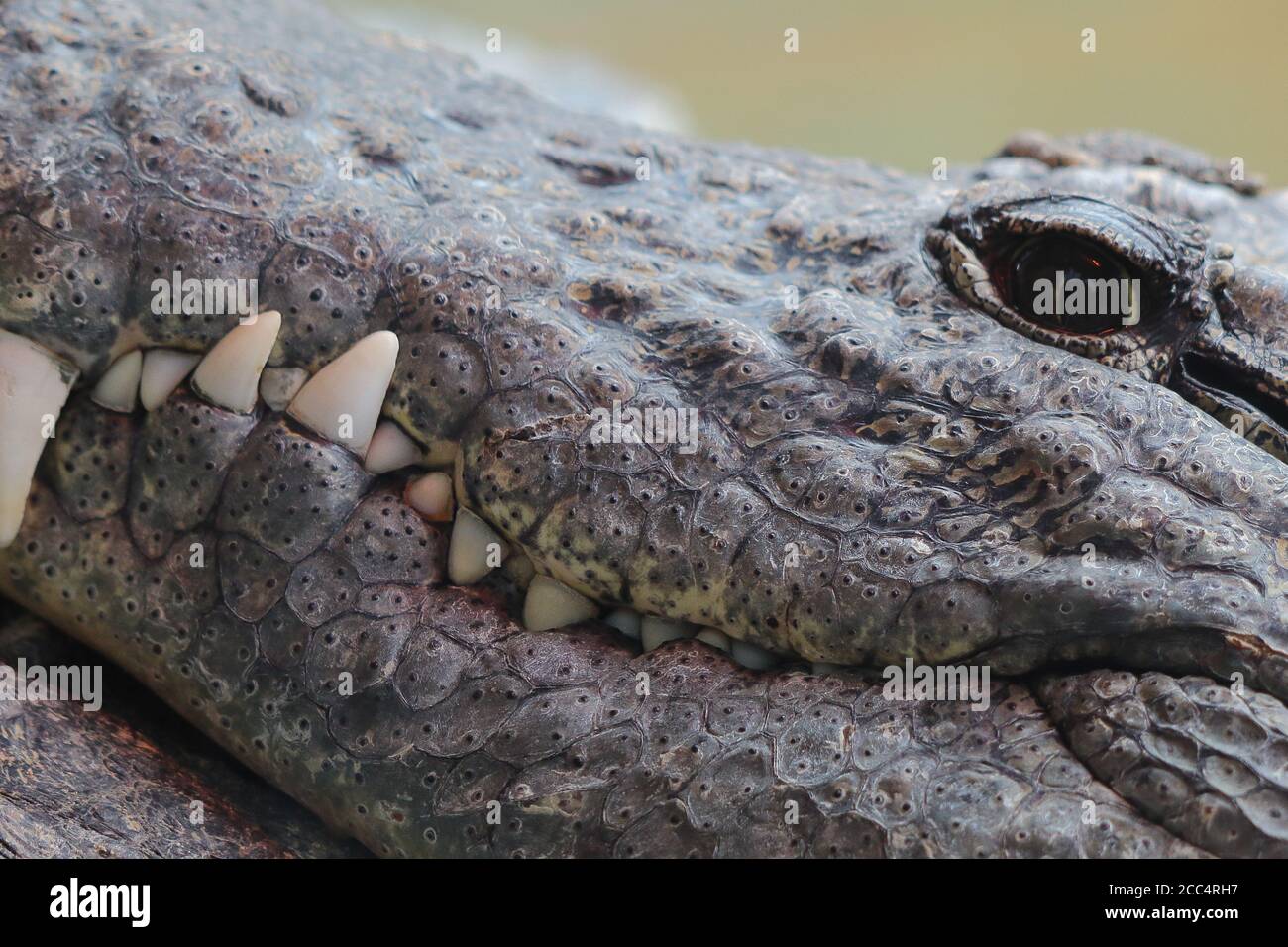 Coccodrillo del Nilo al Bioparco di Valencia, in Europa Foto Stock