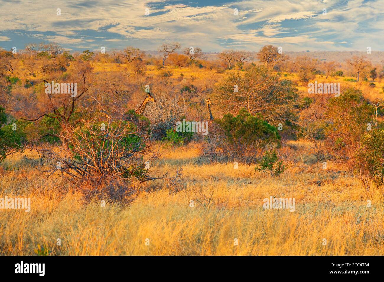 Due giraffe si nascondono nei cespugli del Parco Nazionale Kruger, Sud Africa Foto Stock