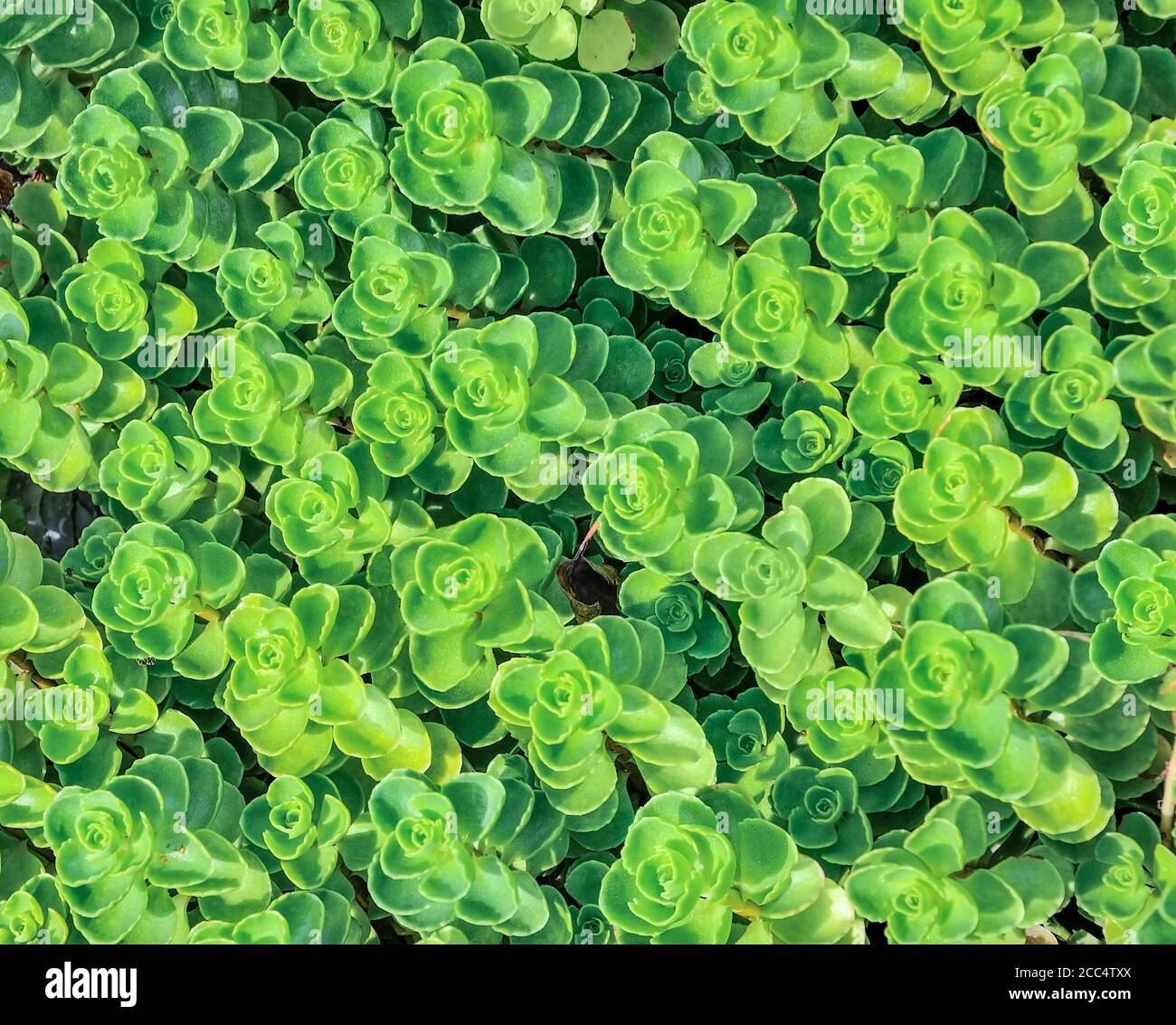 Foglie di Sedum - pianta succulenta di stonecrop (Sedum sieboldii) primo piano. Pianta decorativa per giardino roccioso, in pietra o alpino. Sfondo botanico naturale Foto Stock