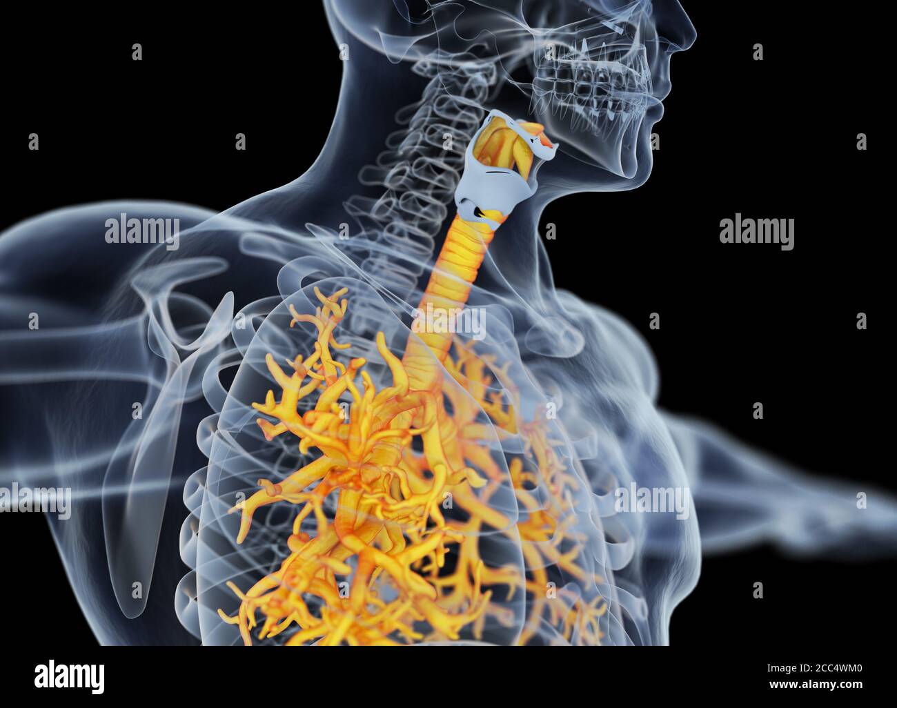 Illustrazione anatomica di bronchi umani e trachea. illustrazione 3d Foto Stock