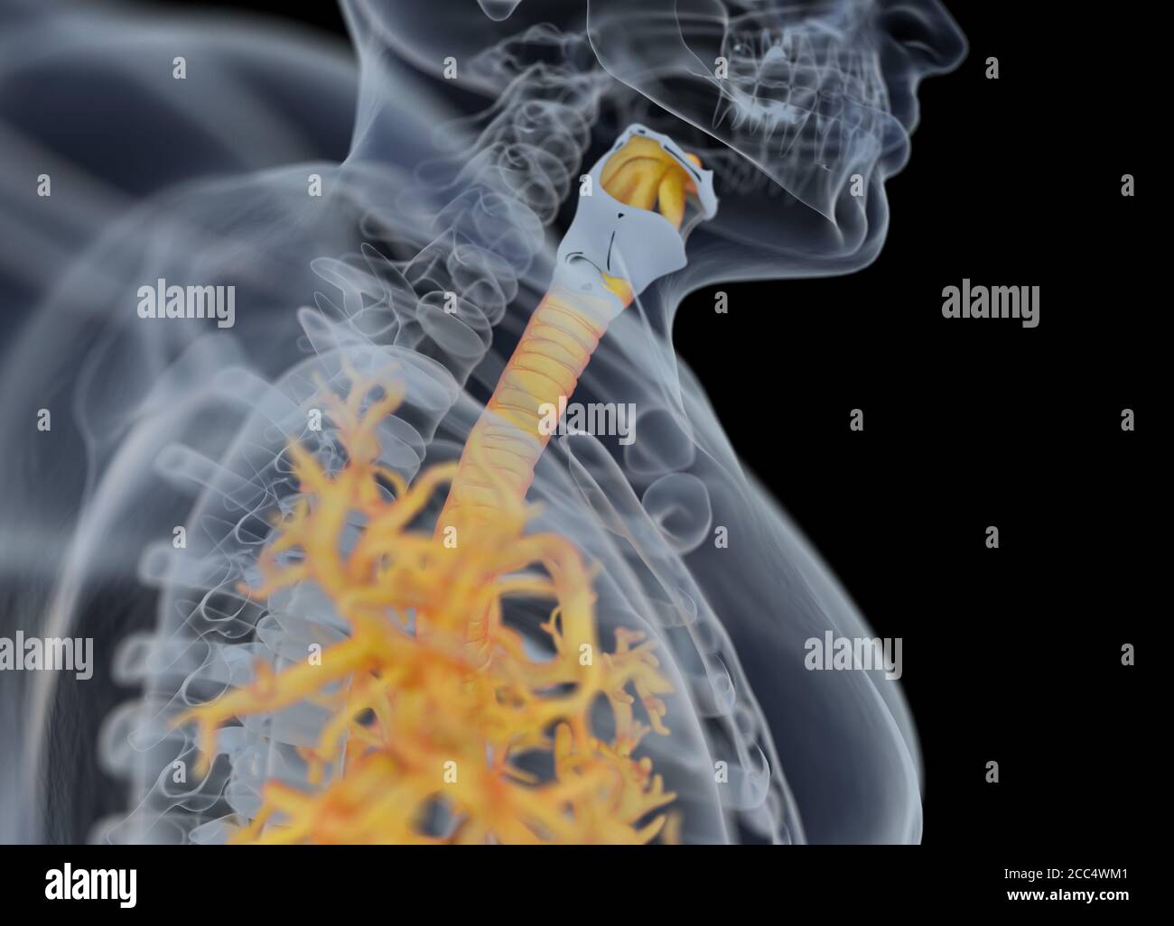 Illustrazione anatomica di bronchi umani e trachea. illustrazione 3d Foto Stock