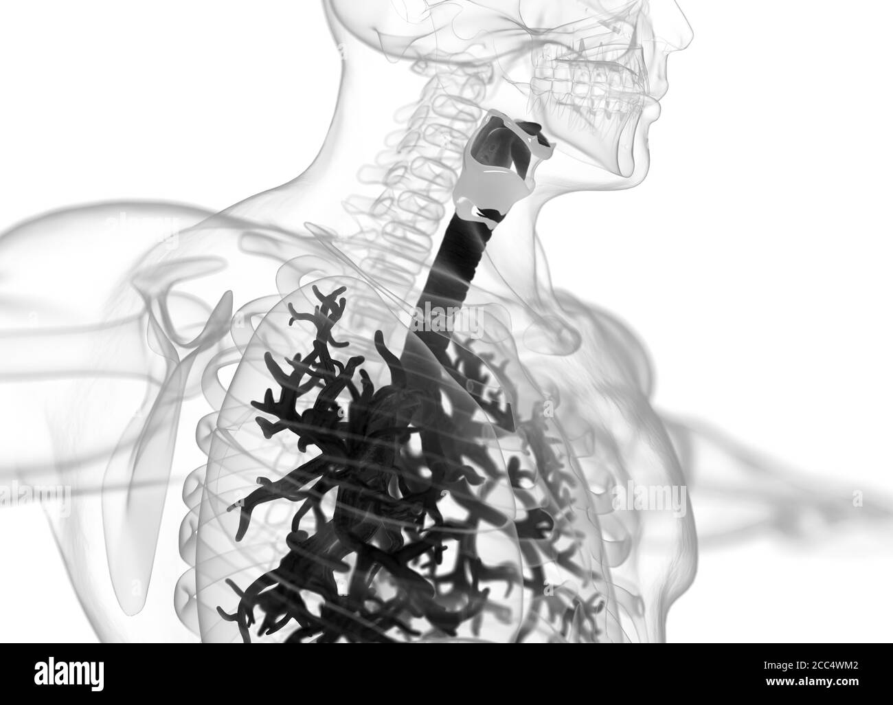 Illustrazione anatomica di bronchi umani e trachea. illustrazione 3d Foto Stock