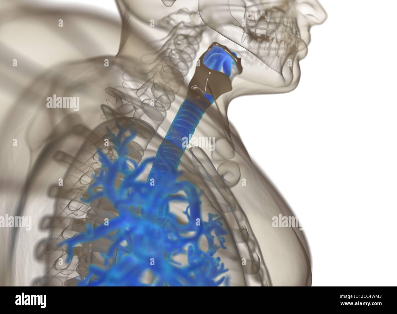 Illustrazione anatomica di bronchi umani e trachea. illustrazione 3d Foto Stock