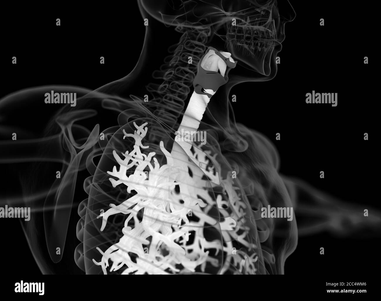 Illustrazione anatomica di bronchi umani e trachea. illustrazione 3d Foto Stock
