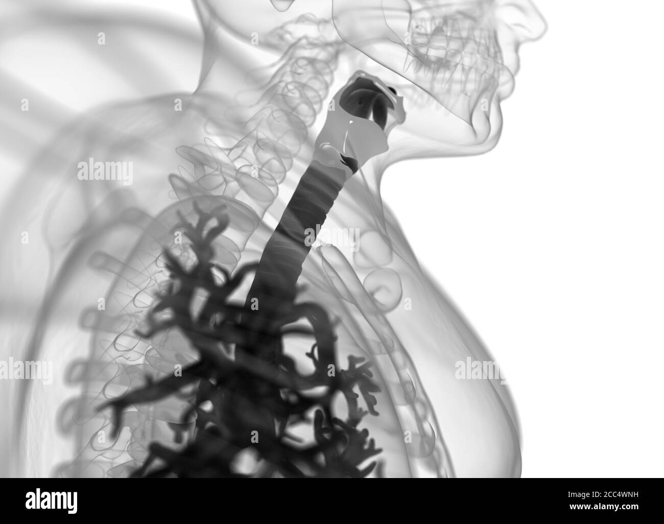 Illustrazione anatomica di bronchi umani e trachea. illustrazione 3d Foto Stock