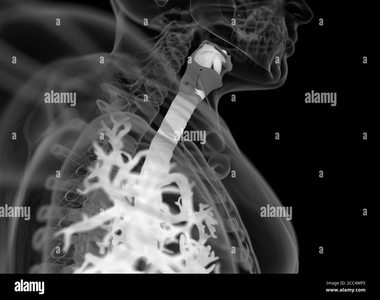 Illustrazione anatomica di bronchi umani e trachea. illustrazione 3d Foto Stock