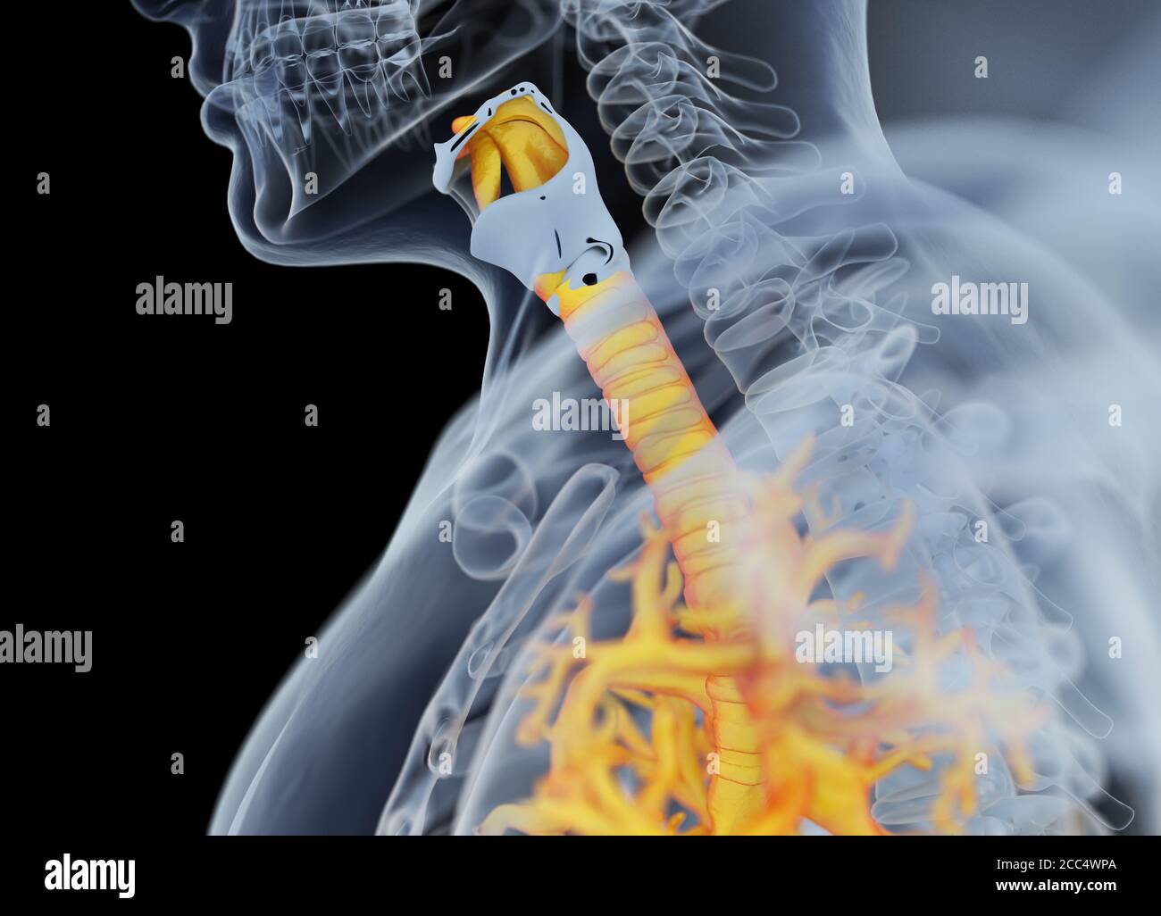 Illustrazione anatomica di bronchi umani e trachea. illustrazione 3d Foto Stock
