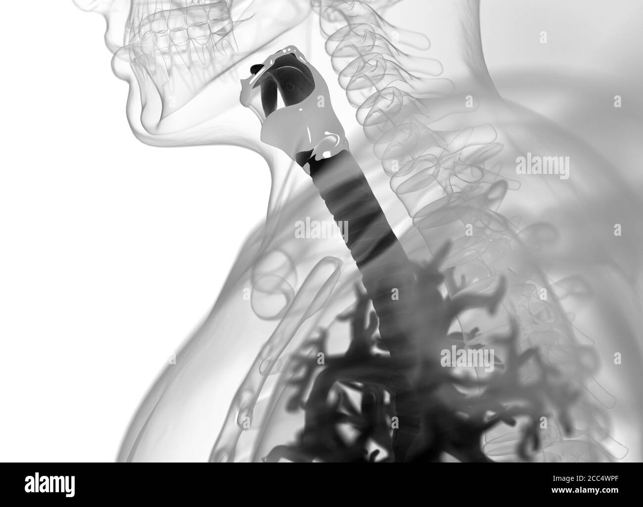 Illustrazione anatomica di bronchi umani e trachea. illustrazione 3d Foto Stock
