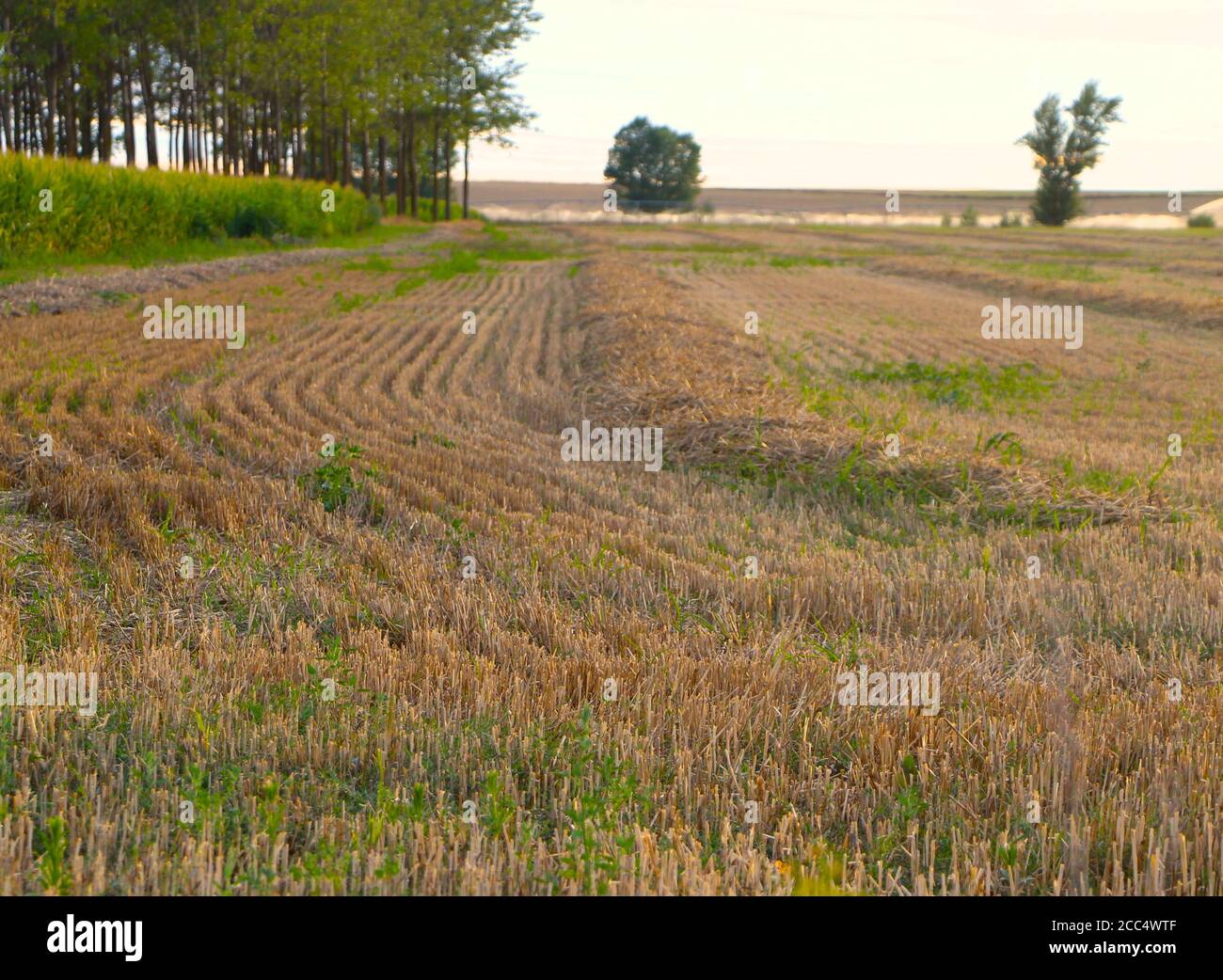 Campo di stoppia da un raccolto di cereali luce solare tarda sera Il giorno di agosto e gli sprinkler ad acqua attivi nel Sfondo Lantadilla Palencia Spagna Foto Stock