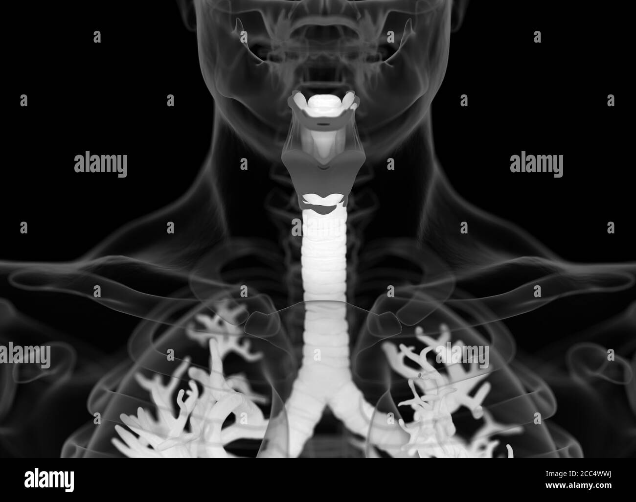 Illustrazione anatomica di bronchi umani e trachea. illustrazione 3d Foto Stock