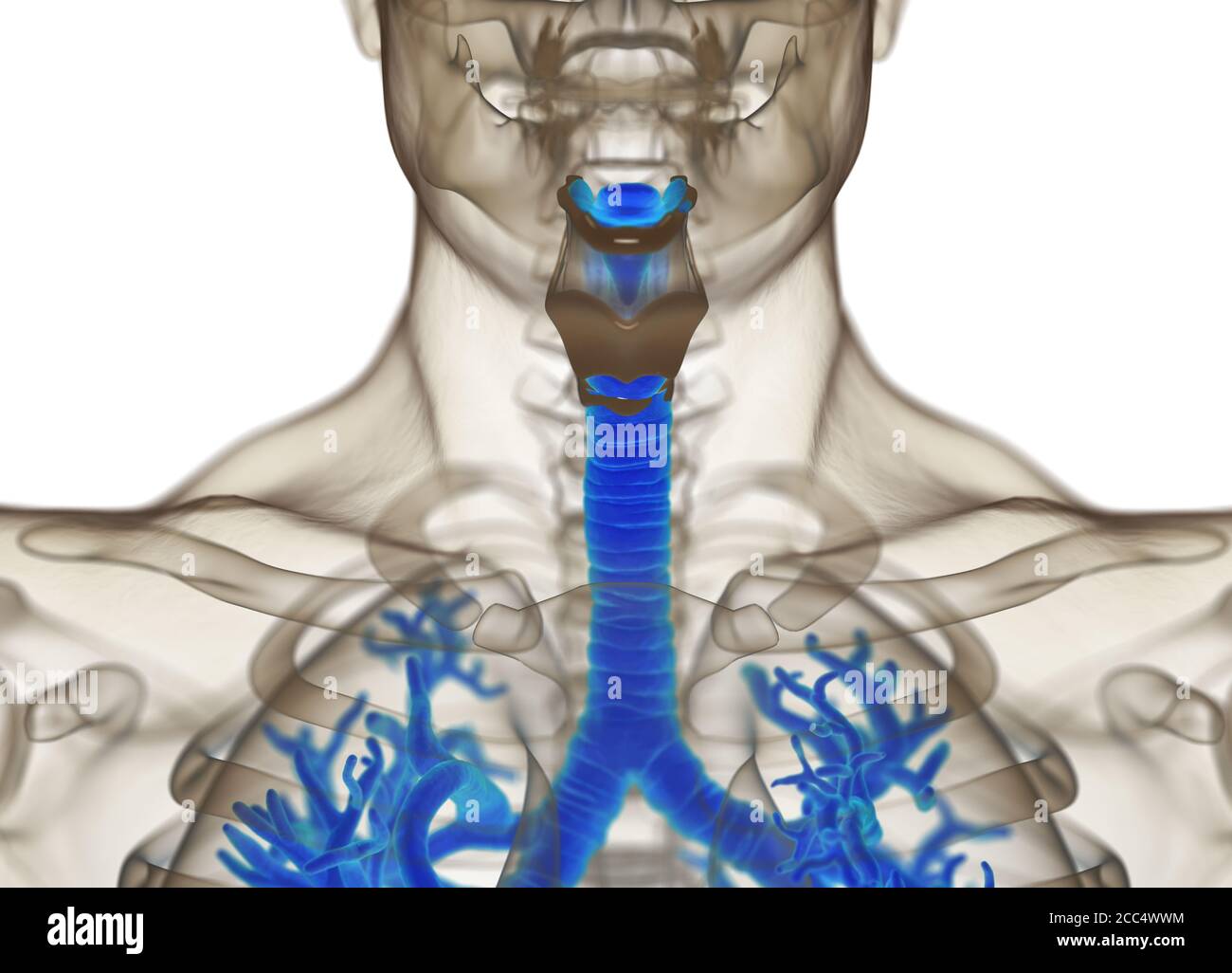 Illustrazione anatomica di bronchi umani e trachea. illustrazione 3d Foto Stock