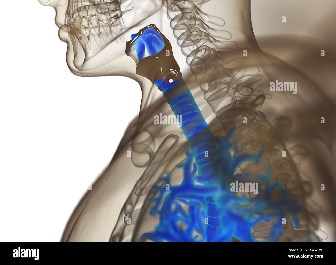 Illustrazione anatomica di bronchi umani e trachea. illustrazione 3d Foto Stock