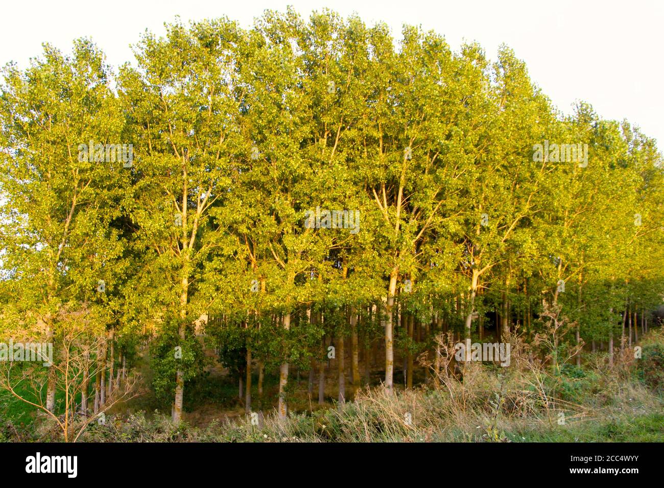 Alberi con luce solare tarda sera e un'ombra che crea un Contrasto Lantadilla Palencia Spagna Foto Stock