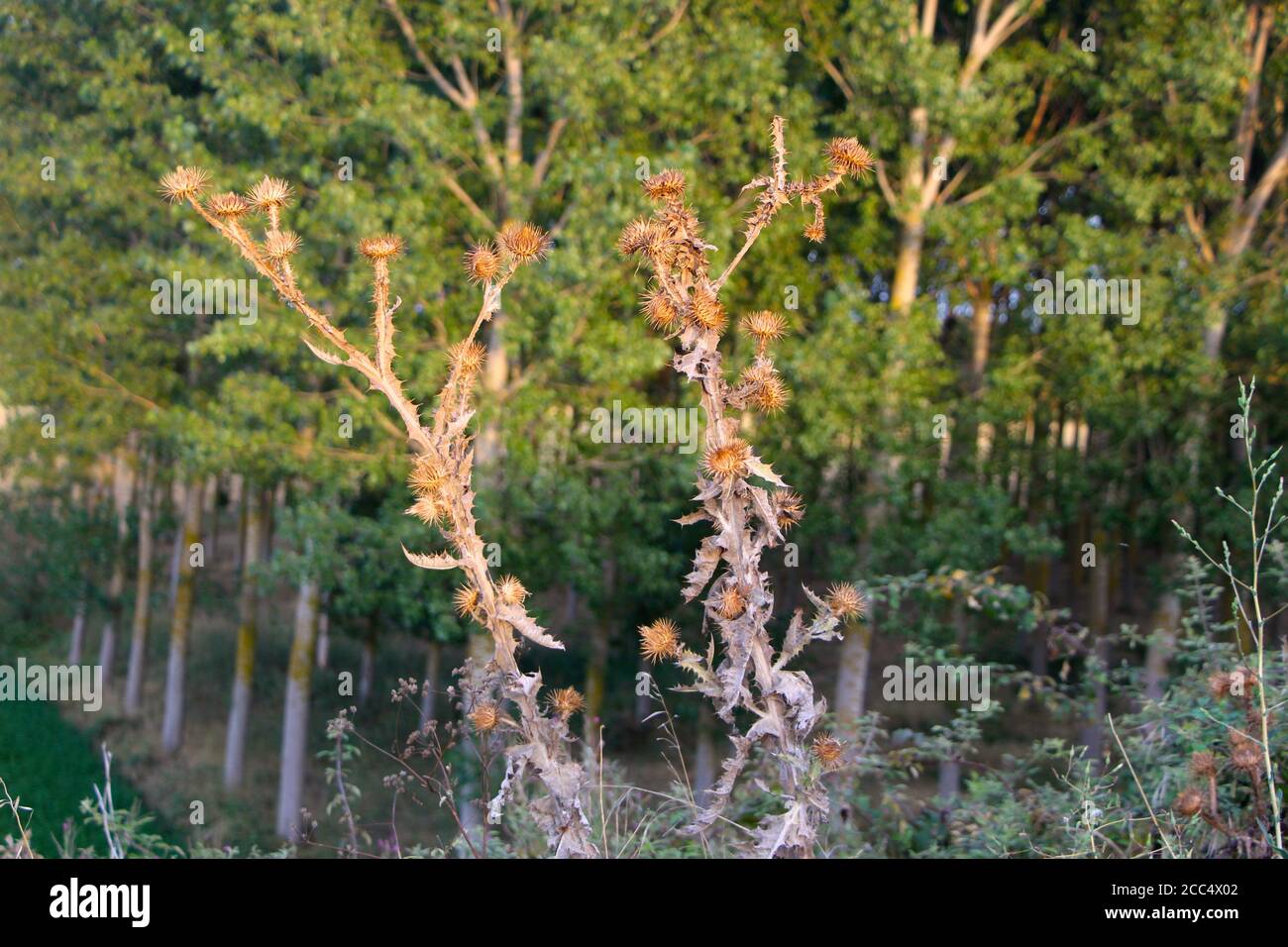 Aride piante di cardo Silybum marianum illuminato al sole contro gli alberi nel Sfondo Lantadilla Palencia Spagna Foto Stock