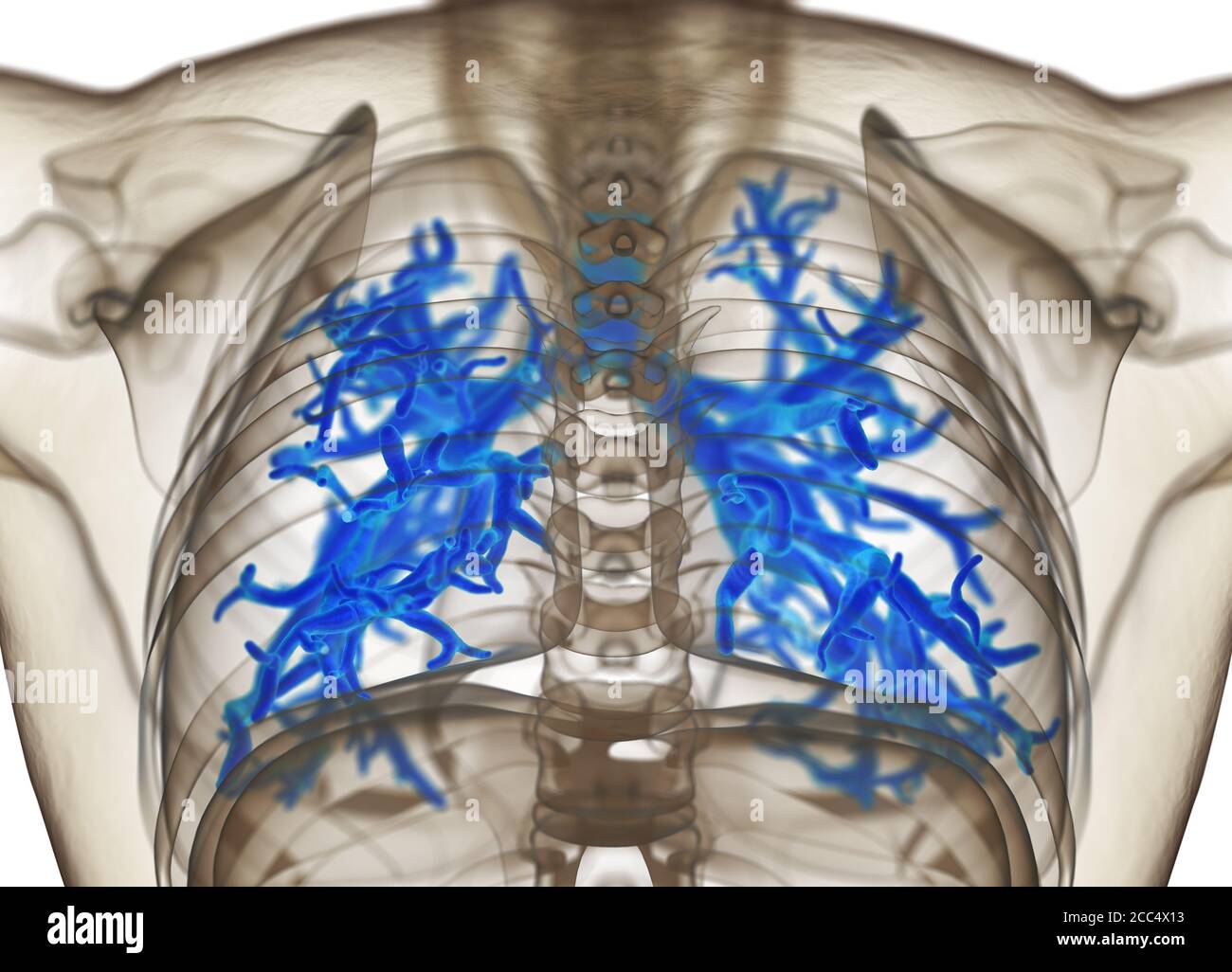 Illustrazione anatomica di bronchi umani e trachea. illustrazione 3d Foto Stock