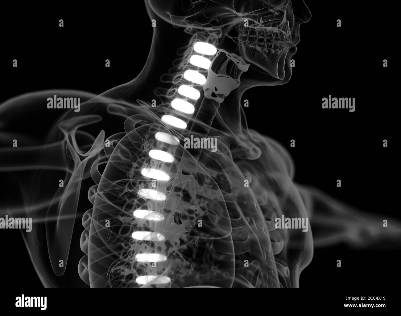 Illustrazione anatomica dei dischi della colonna vertebrale umana. illustrazione 3d Foto Stock