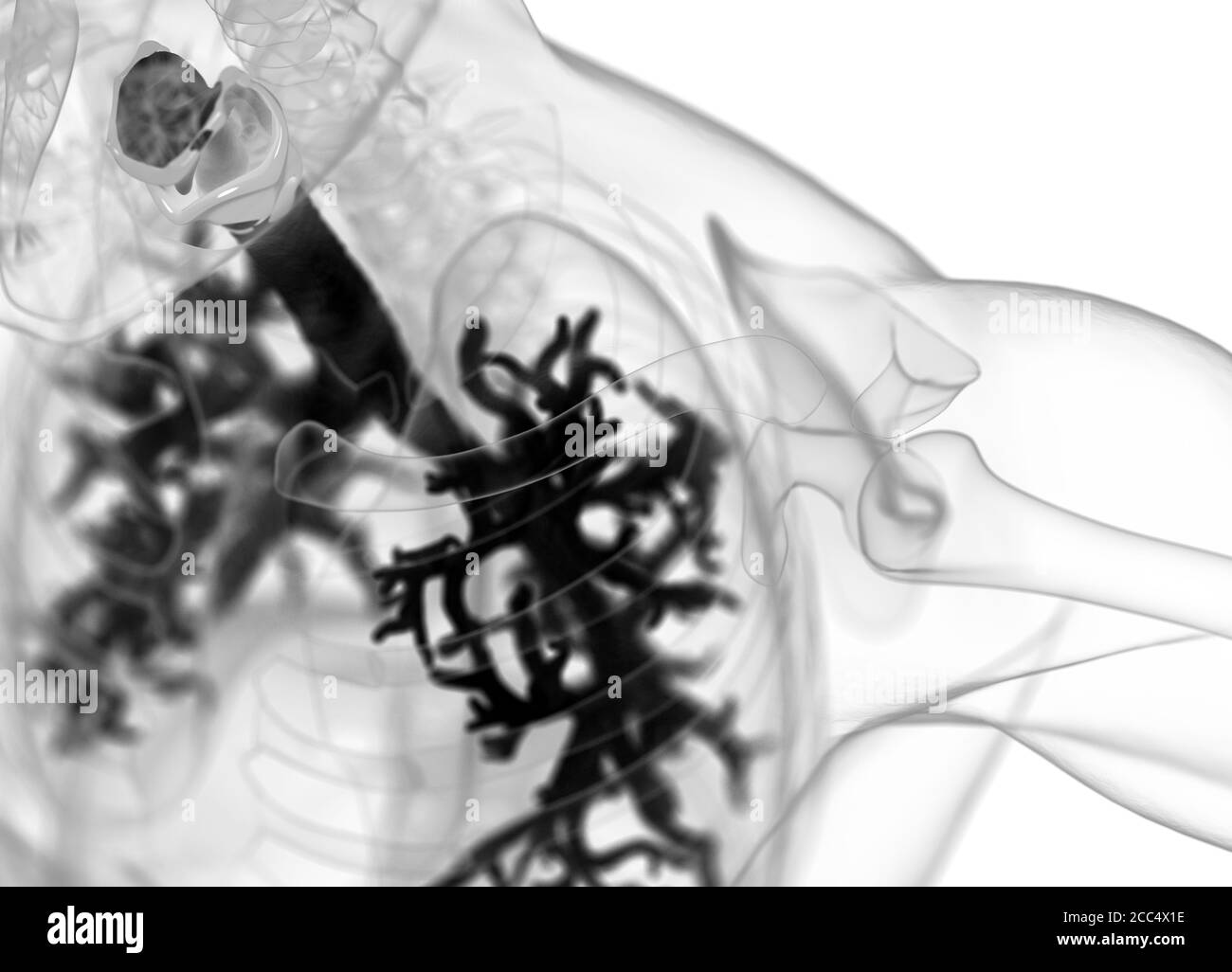 Illustrazione anatomica di bronchi umani e trachea. illustrazione 3d Foto Stock
