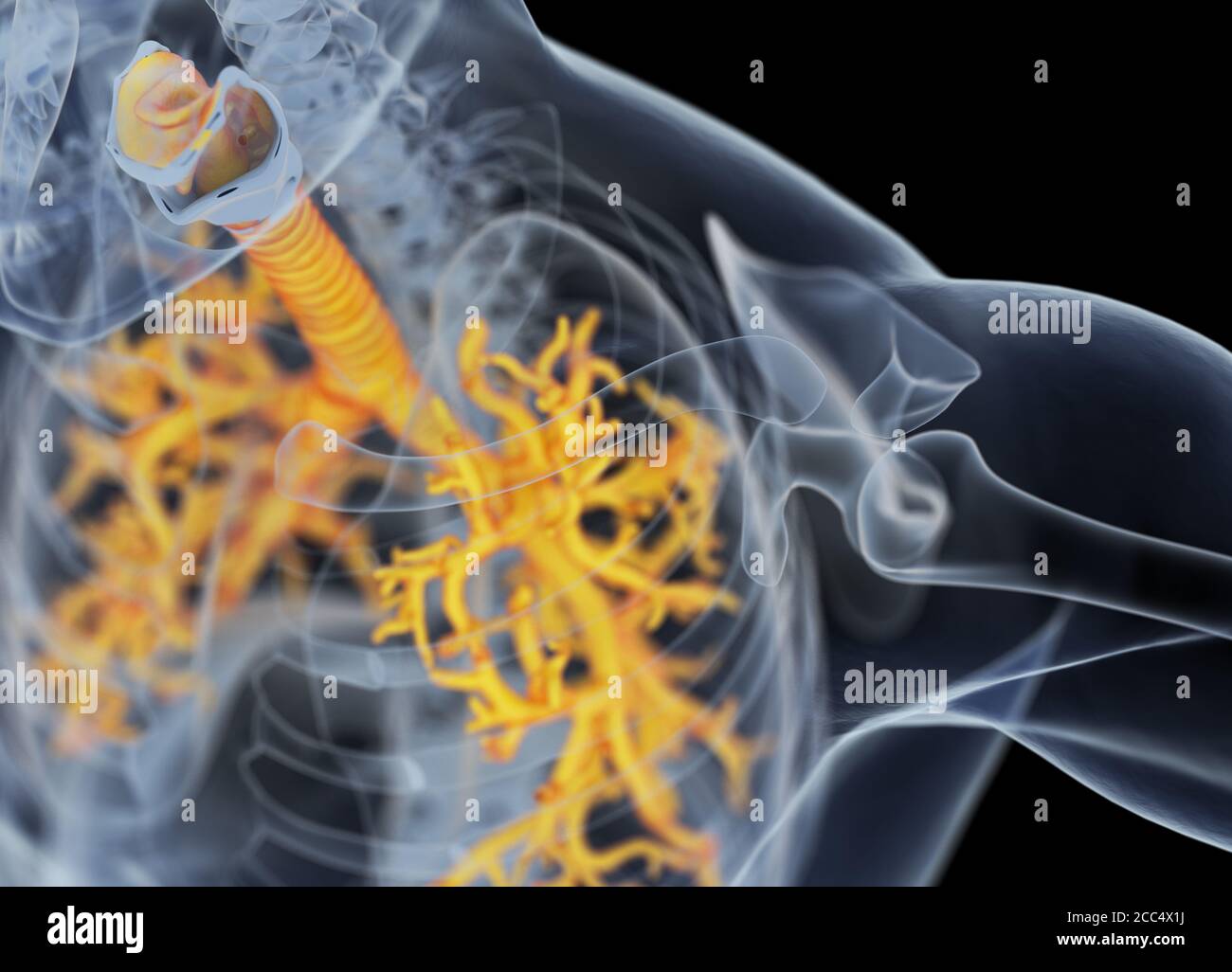 Illustrazione anatomica di bronchi umani e trachea. illustrazione 3d Foto Stock