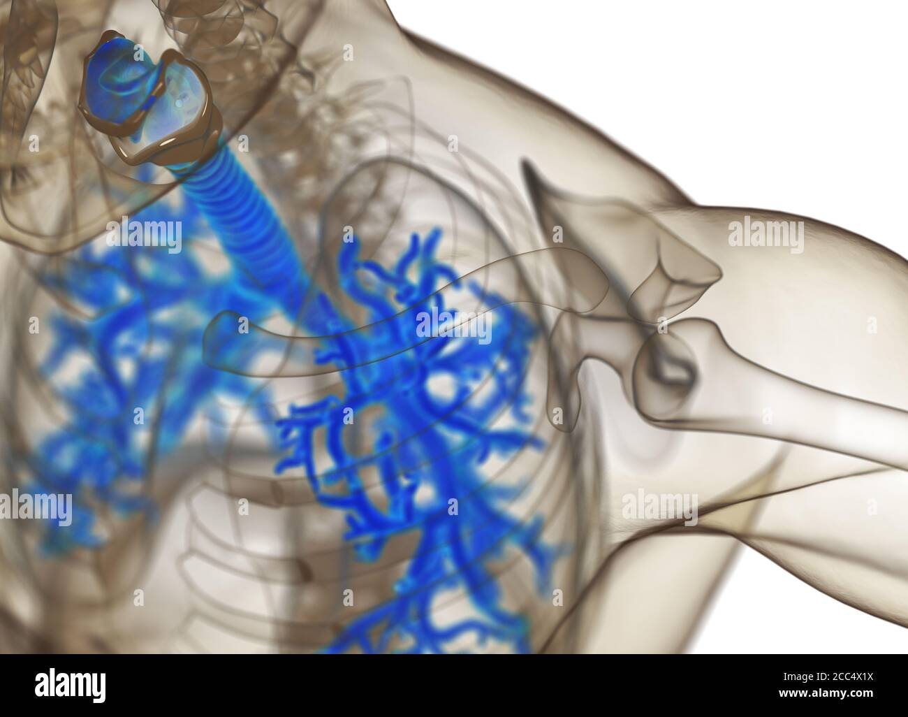Illustrazione anatomica di bronchi umani e trachea. illustrazione 3d Foto Stock