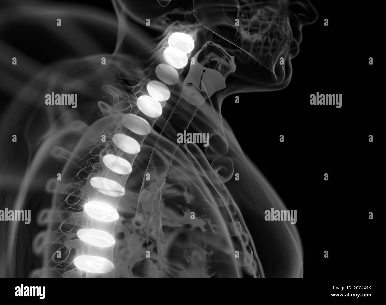 Illustrazione anatomica dei dischi della colonna vertebrale umana. illustrazione 3d Foto Stock