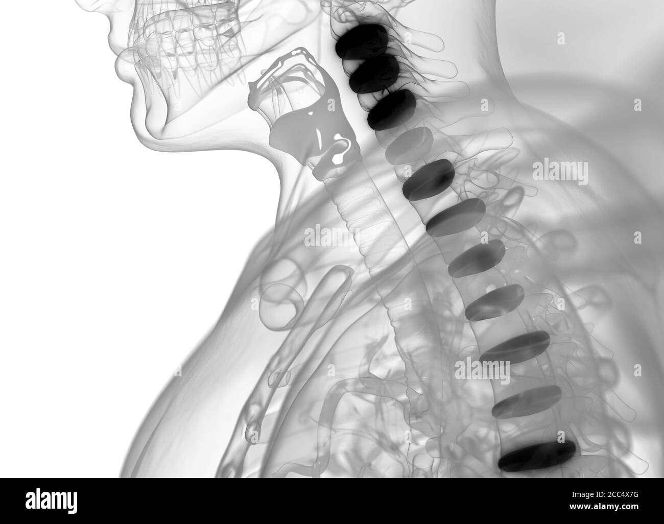 Illustrazione anatomica dei dischi della colonna vertebrale umana. illustrazione 3d Foto Stock