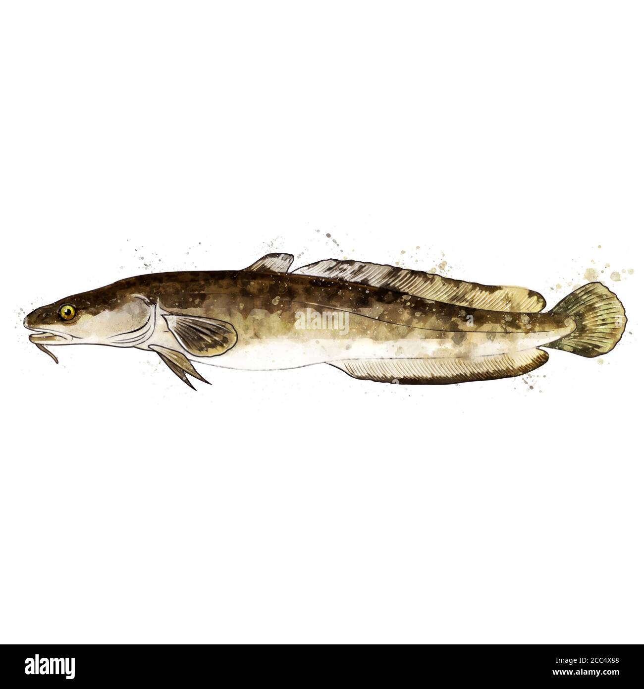 Burbot, acquerello isolato illustrazione di un pesce. Foto Stock
