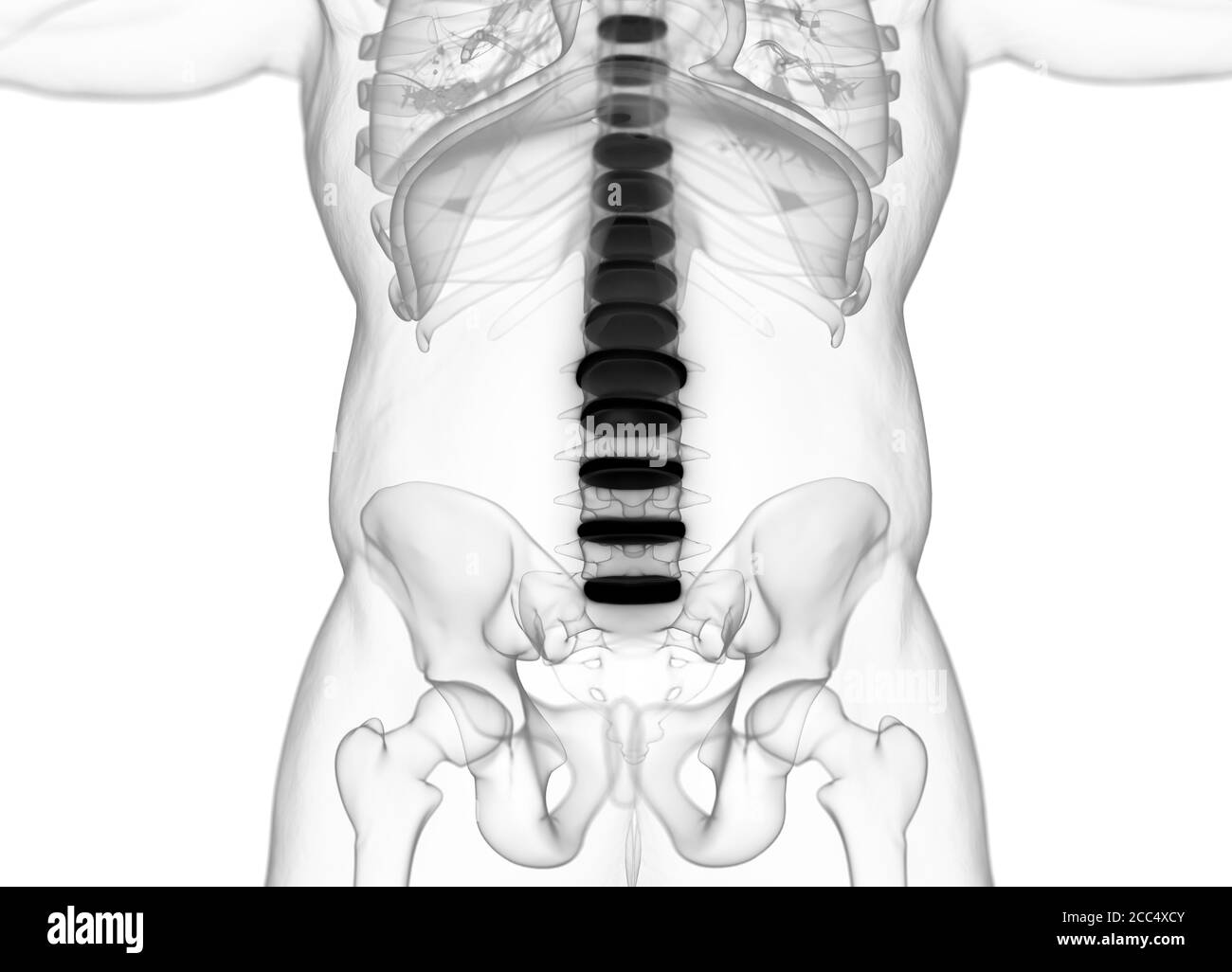 Illustrazione anatomica dei dischi della colonna vertebrale umana. illustrazione 3d Foto Stock