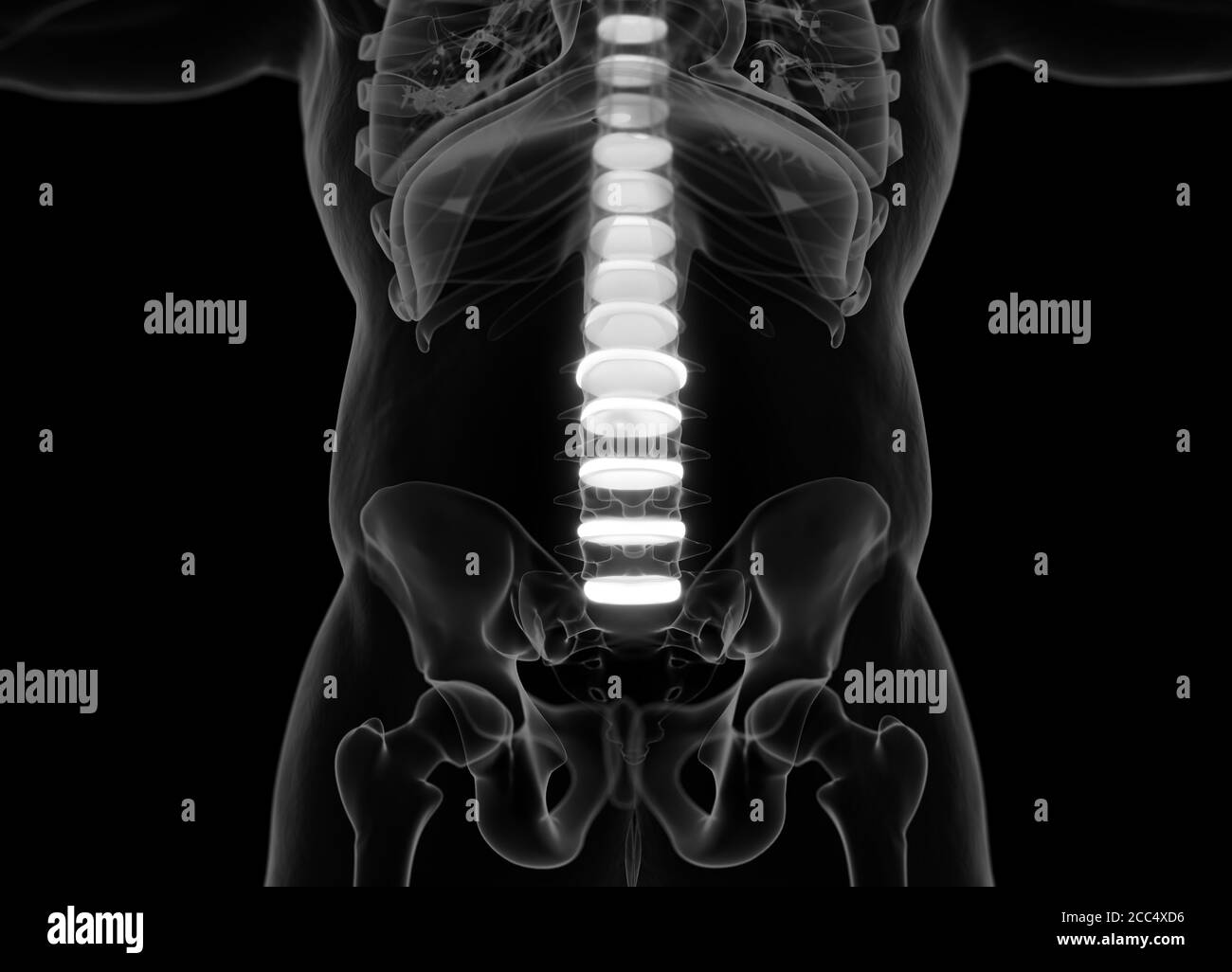 Illustrazione anatomica dei dischi della colonna vertebrale umana. illustrazione 3d Foto Stock