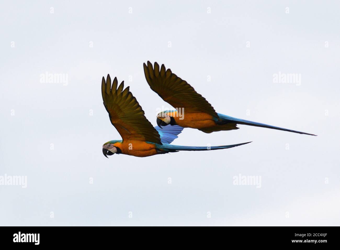 Macaw blu e giallo, Macaw blu e oro, Macaw blu e oro, Macaw blu e giallo (Ara ararauna), coppia in volo, vista laterale, Perù, Manu National Foto Stock