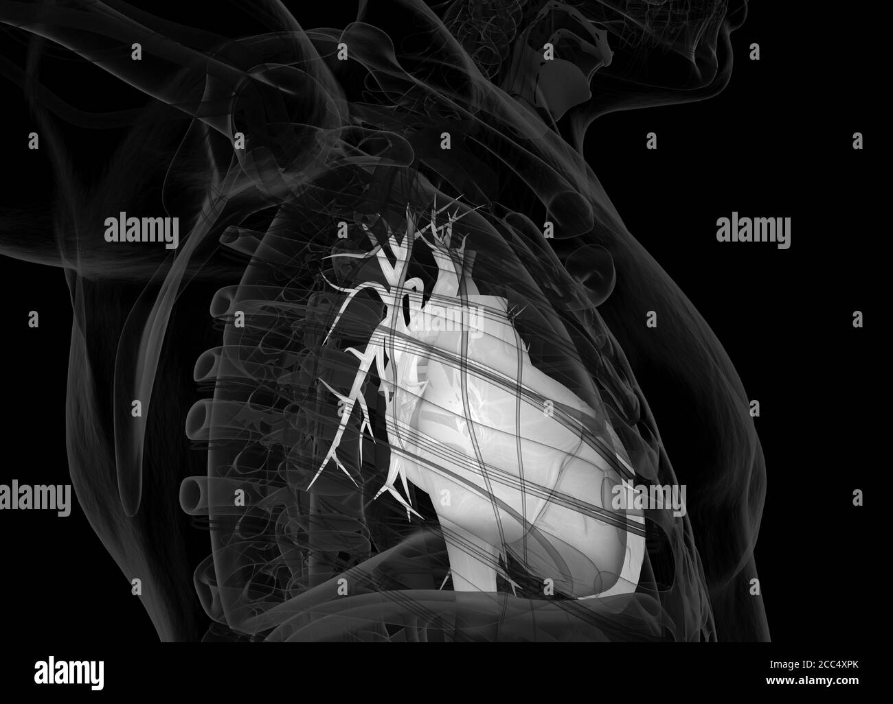 Cuore umano all'interno del corpo. Anatomia. illustrazione 3d. Foto Stock