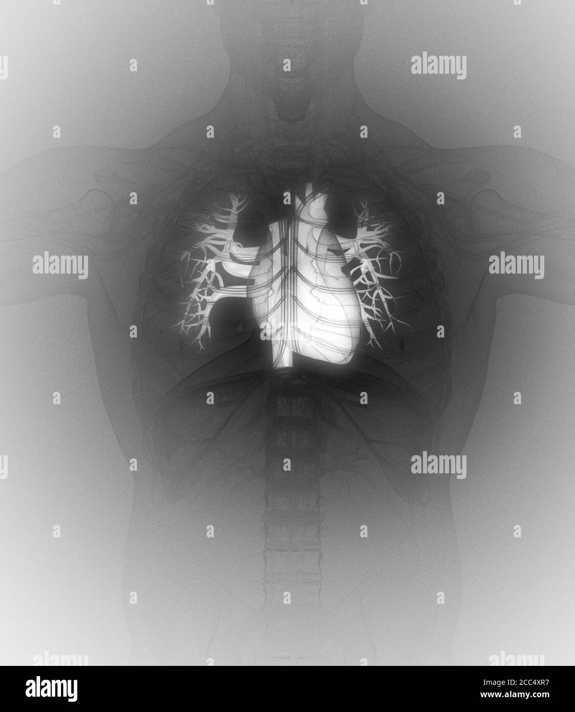 Cuore umano all'interno del corpo. Anatomia. illustrazione 3d. Foto Stock