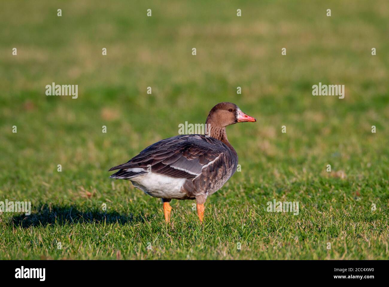 Oca dalla parte anteriore bianca (Anser albifrons, Anser albifrons albifrons), immatura, che mostra un mix di piume adulte e giovanili, Regno Unito, Inghilterra, Foto Stock