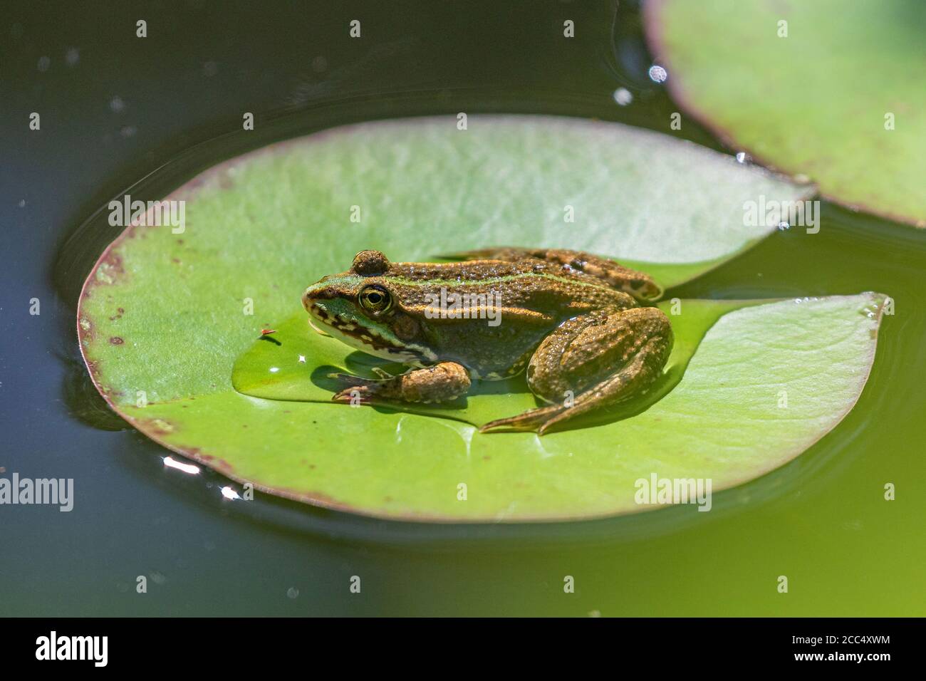 Rana di palude, rana di lago (Rana ridibunda, Pelophylax ridibundus), su foglia di giglio galleggiante, Germania, Baviera Foto Stock