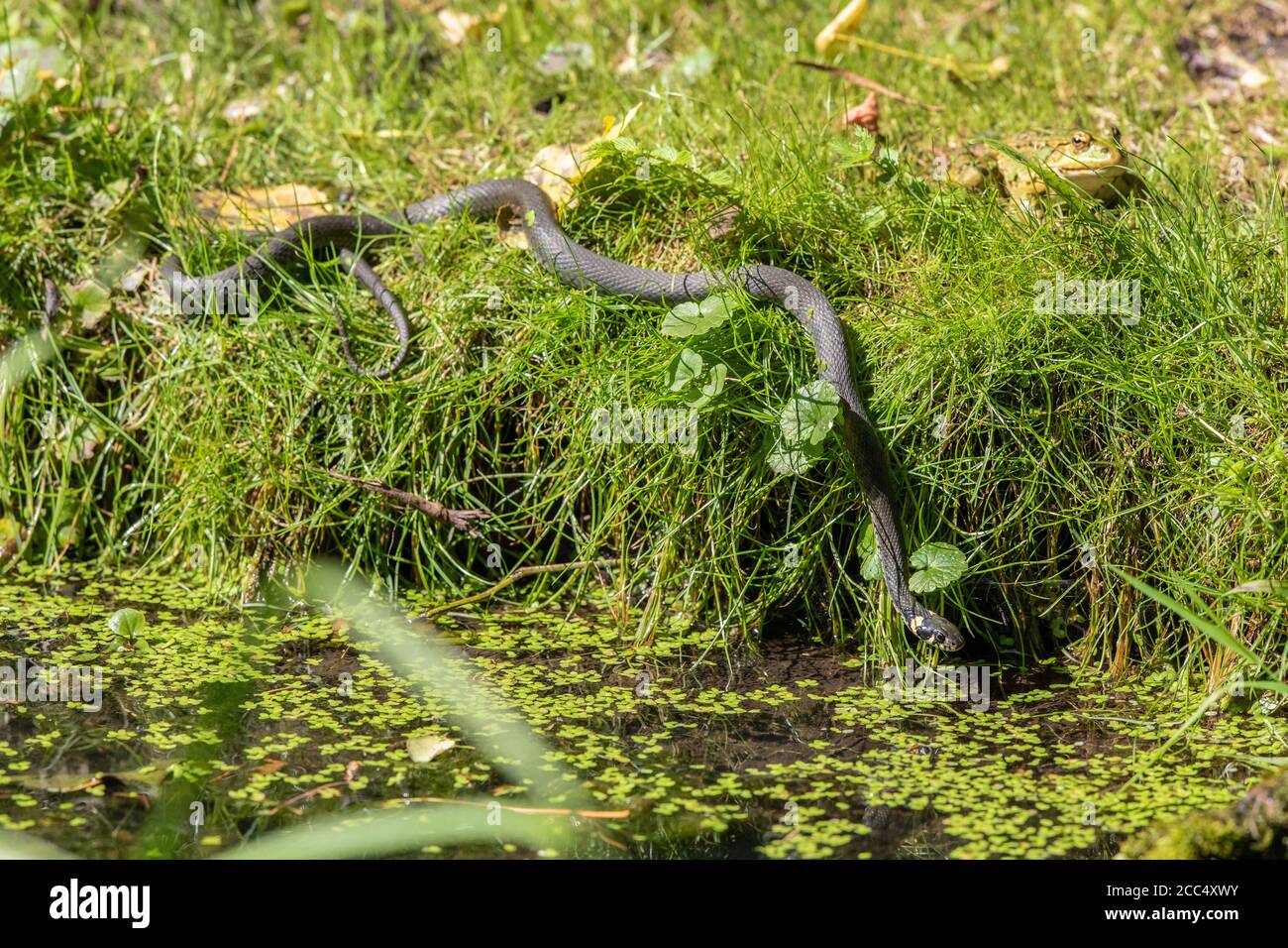 Serpente d'erba (Natrix natrix), scivolando dalla riva in acqua, Germania, Baviera, Isental Foto Stock