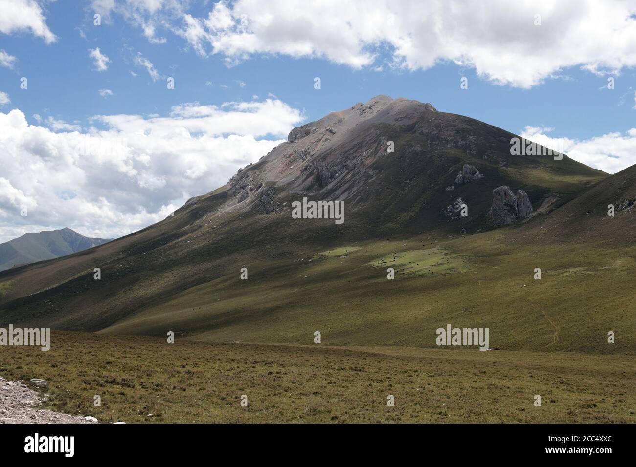 Dzos (Yak addomesticato) al pascolo, vicino Yushu, Provincia del Qinghai meridionale, Cina 24 agosto 2017 Foto Stock